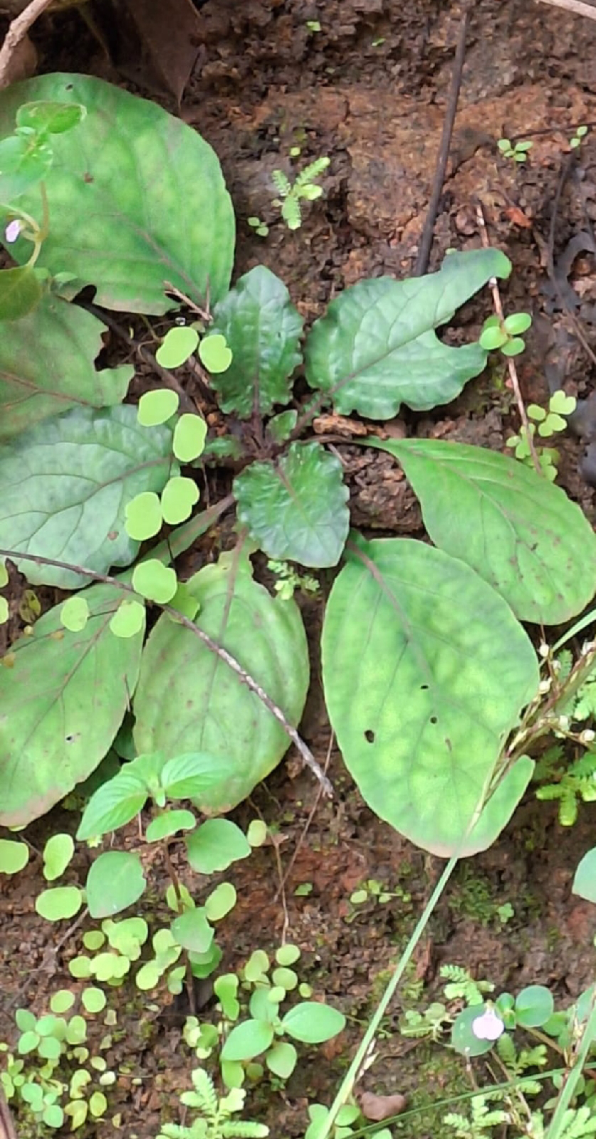 ನಿಷ್ಪಾಪಿ ಸಸ್ಯಗಳು (ಭಾಗ ೧೧೭) - ಅಗ್ರದ ಬೇರು