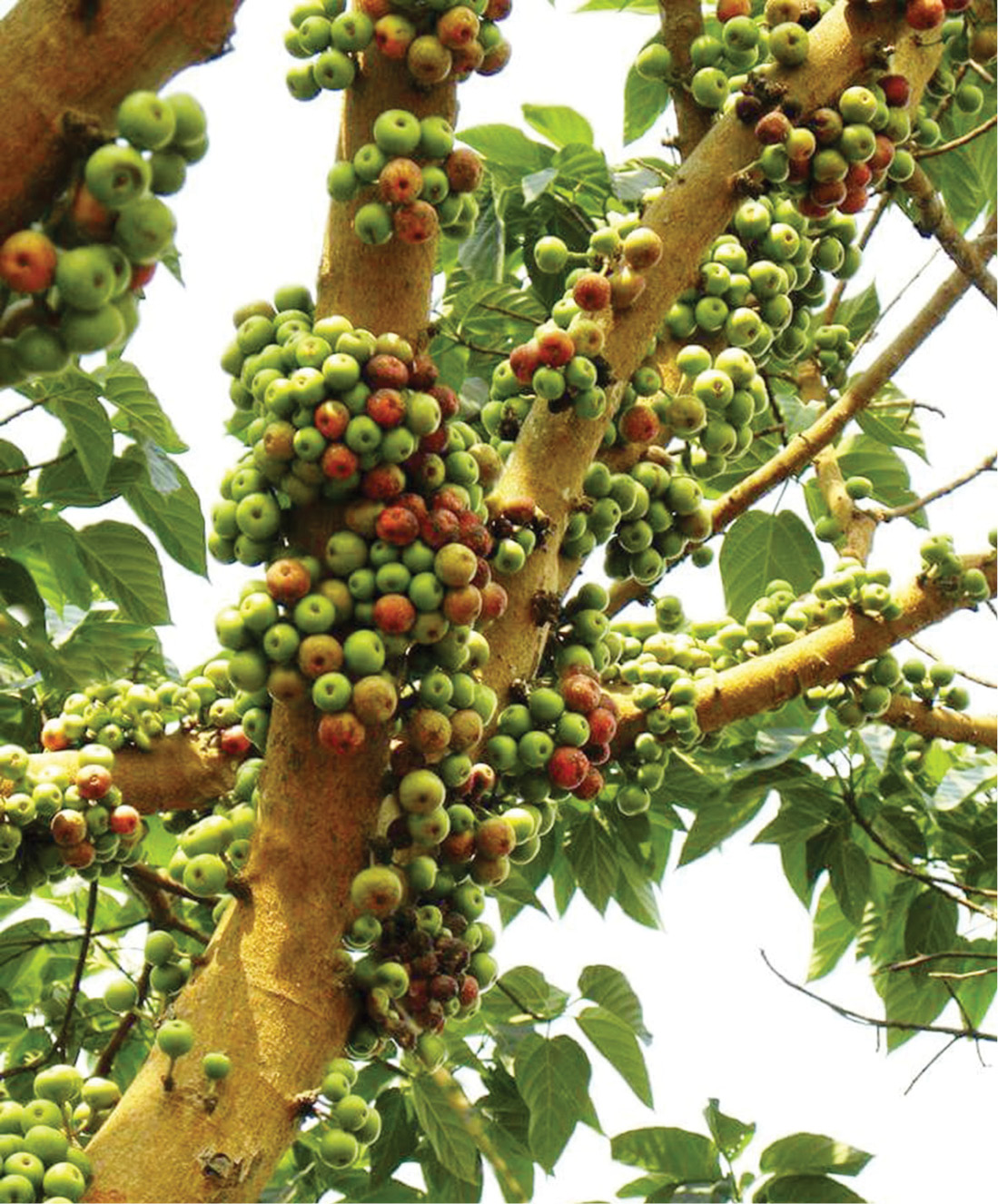 ಅತ್ತಿ ಮರದ ಉಪಯೋಗಗಳು