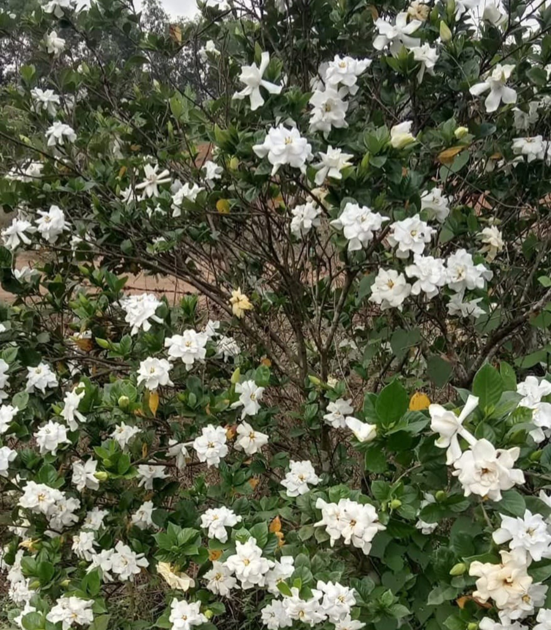 ನಿಷ್ಪಾಪಿ ಸಸ್ಯಗಳು (ಭಾಗ ೯೬) - ಅನಂತ ಪುಷ್ಪ