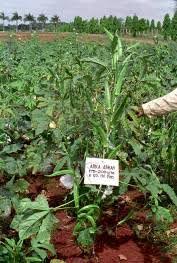 ಬೆಂಡೆ ಬೇಸಾಯ ಕ್ರಮಗಳು (ಭಾಗ ೧)