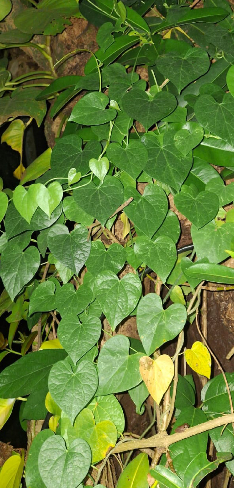 ನಿಷ್ಪಾಪಿ ಸಸ್ಯಗಳು (ಭಾಗ ೯೦) - ಅಮೃತ ಬಳ್ಳಿ