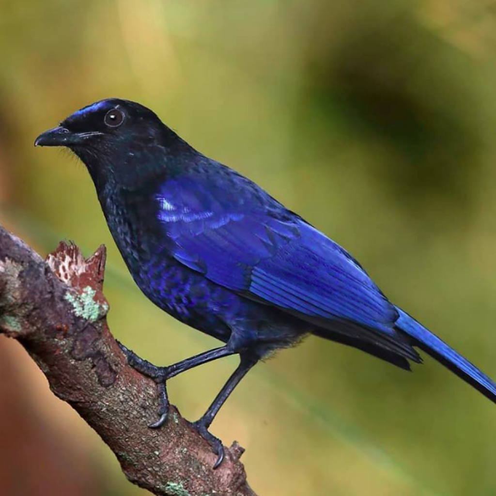 ‘ಪೋಲಿ ಕಿಟ್ಟಿ’ ಯಾದ ಸರಳೆ ಸಿಳ್ಳಾರ