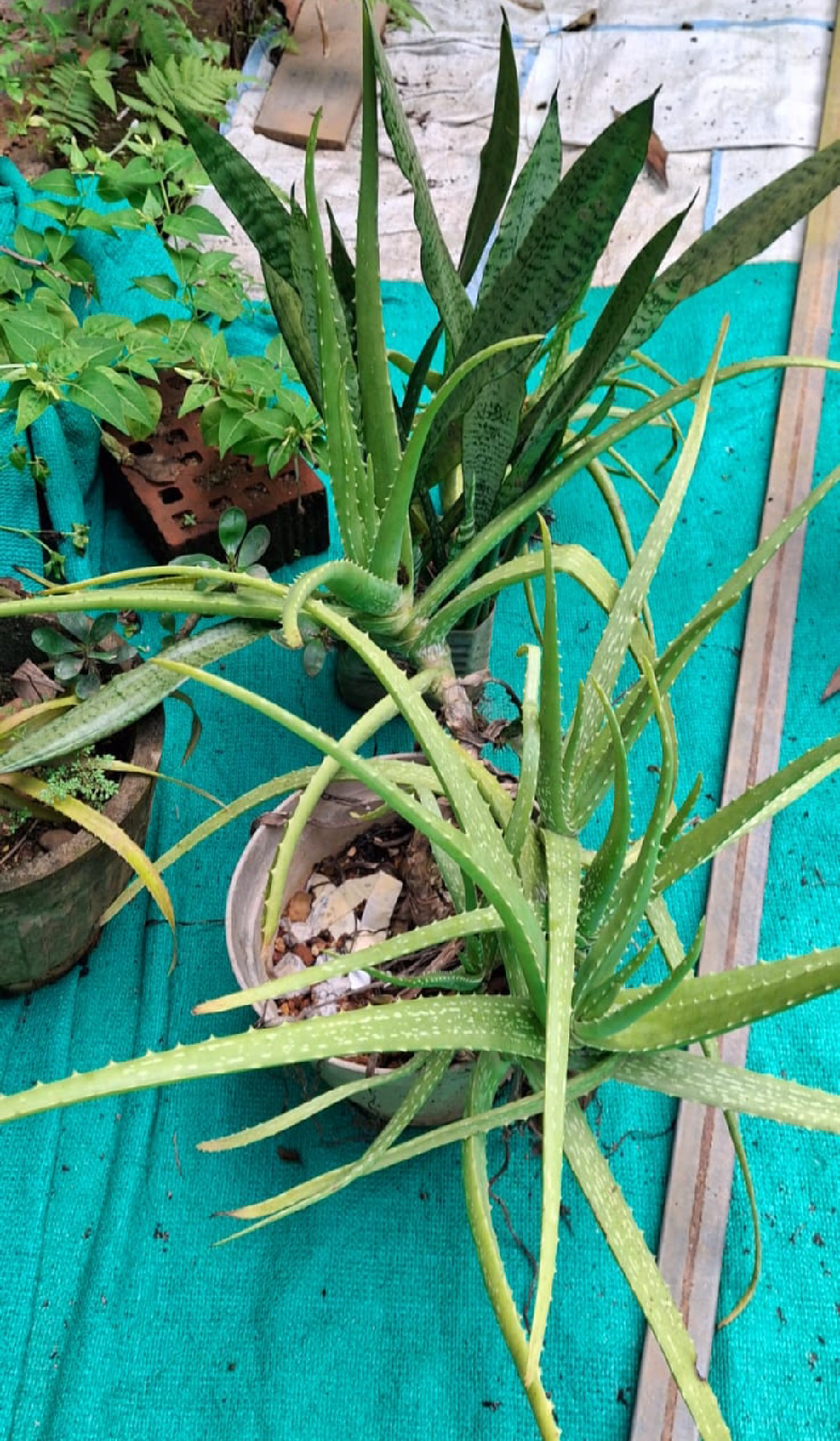 ನಿಷ್ಪಾಪಿ ಸಸ್ಯಗಳು (ಭಾಗ ೧೨೪) - ಅಲೋವೆರಾ ಸಸ್ಯ