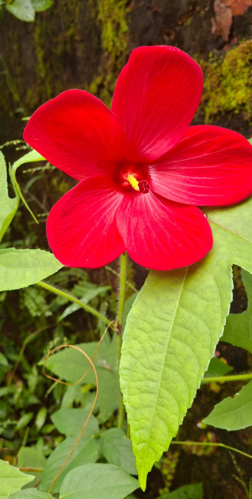 ನಿಷ್ಪಾಪಿ ಸಸ್ಯಗಳು (ಭಾಗ ೧೨೮) - ಅಸೆಟೋಸೆಲ್ಲಾ ಸಸ್ಯ