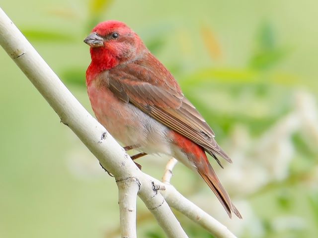 ಗುಲಾಬಿ ಗುಬ್ಬಚ್ಚಿಯ ಕರಾಮತ್ತು !