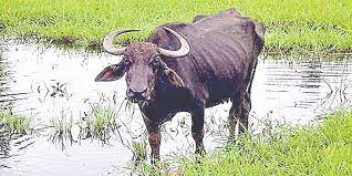 ಹನಿಗಳು ಸರ್ ಹನಿಗಳು !