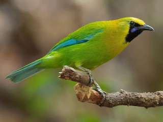 ಎಲೆ ಹಕ್ಕಿಯ ಹುಡುಕಲು ಸಾಧ್ಯವೇ?