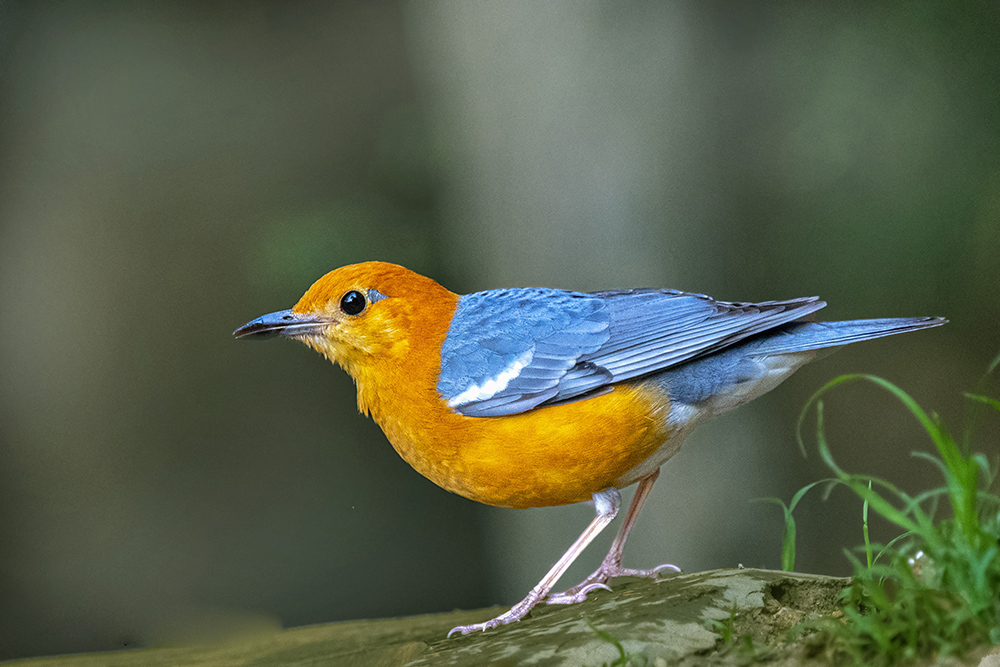 ಕಂದುತಲೆ ನೆಲಸಿಳ್ಳಾರ ಹಕ್ಕಿ