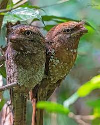 ಕಪ್ಪೆ ಬಾಯಿ ಎಂಬ ನಿಶಾಚರಿ ಹಕ್ಕಿ !