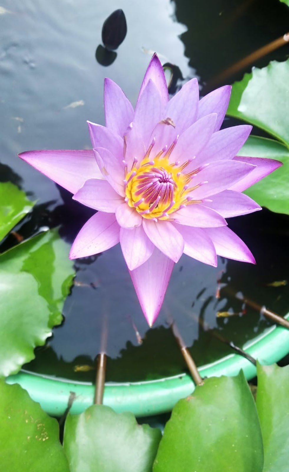 ನಿಷ್ಪಾಪಿ ಸಸ್ಯಗಳು (ಭಾಗ ೬೩) - ತಾವರೆ