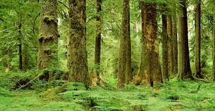 ಕಾಡು ಉಳಿಸಿ - ನಾಡು ಉಳಿಸಿ