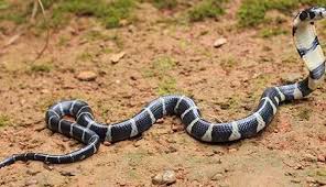 ಮಾನ್ಯ ಅರಣ್ಯ ಸಚಿವರ ಗಮನಕ್ಕೆ...