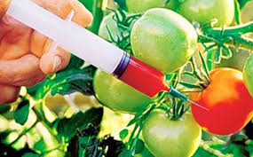 ಭಾರತದ ಮೇಲೆ ಮತ್ತೊಮ್ಮೆ ಕುಲಾಂತರಿ ಬೆಳೆಗಳ ಗುಮ್ಮ