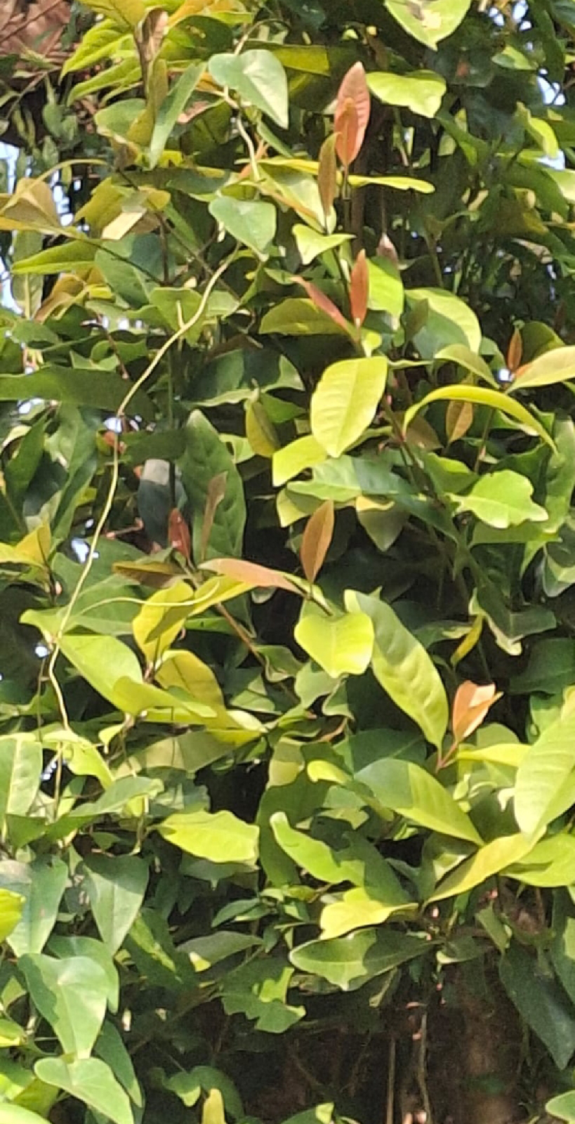 ನಿಷ್ಪಾಪಿ ಸಸ್ಯಗಳು (ಭಾಗ ೯೯) - ಕೊರೆಜ್ಜಿ ಗಿಡ