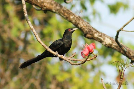 ಕುಹೂ...ಕುಹೂ... ಕೋಗಿಲೆ