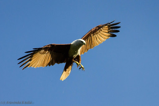 ಪುರಾಣ ಪ್ರಸಿದ್ಧ ಹಕ್ಕಿ - ಗರುಡ