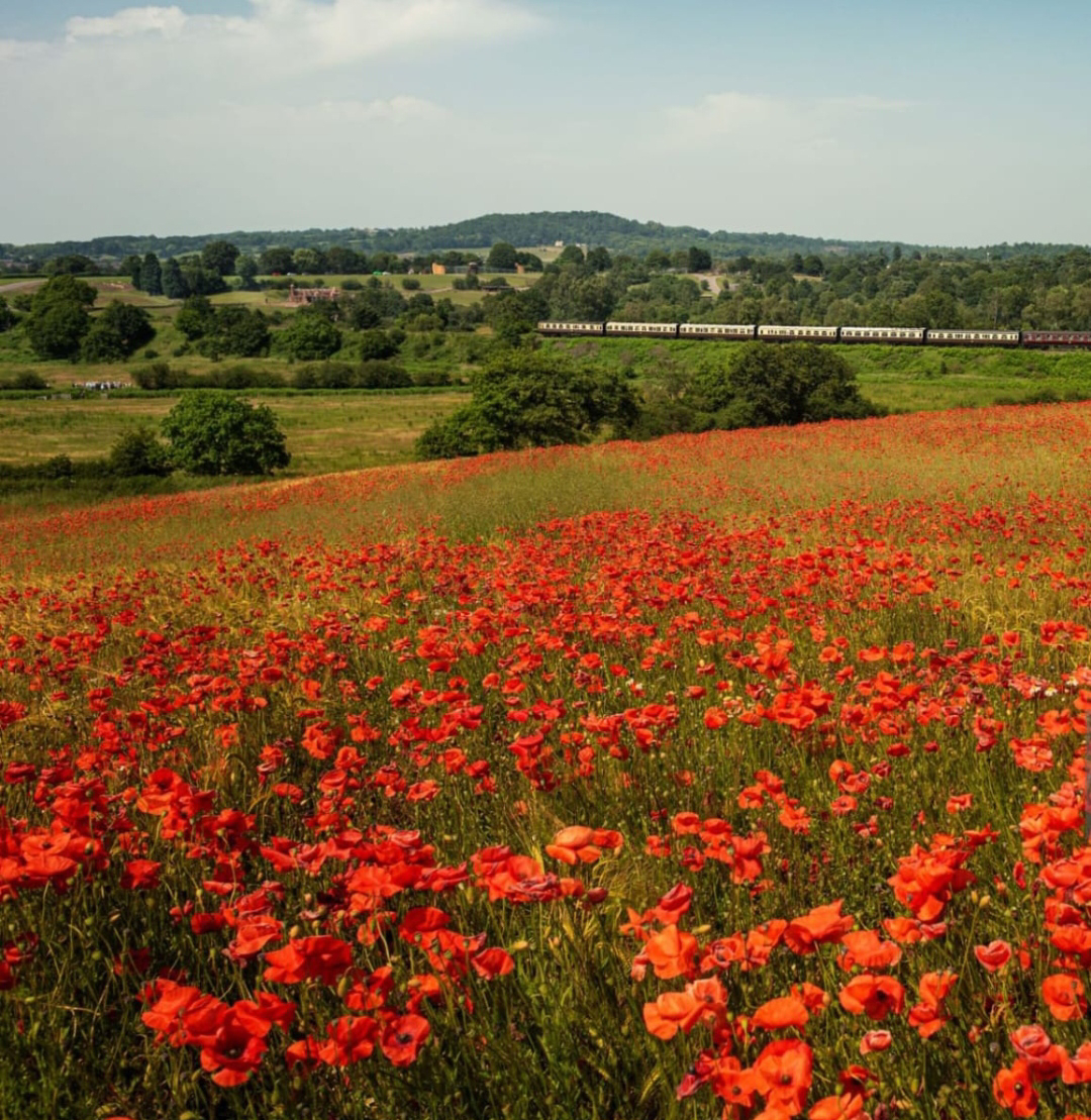 ನಿಷ್ಪಾಪಿ ಸಸ್ಯಗಳು (ಭಾಗ ೧೧೬) - ಗಸಗಸೆ ಬೀಜದ ಗಿಡ