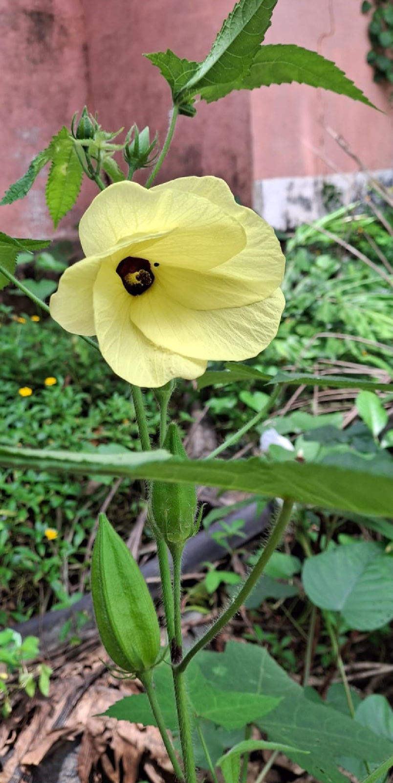 ನಿಷ್ಪಾಪಿ ಸಸ್ಯಗಳು (ಭಾಗ ೧೨೦) - ಕಸ್ತೂರಿ ಬೆಂಡೆ ಗಿಡ 