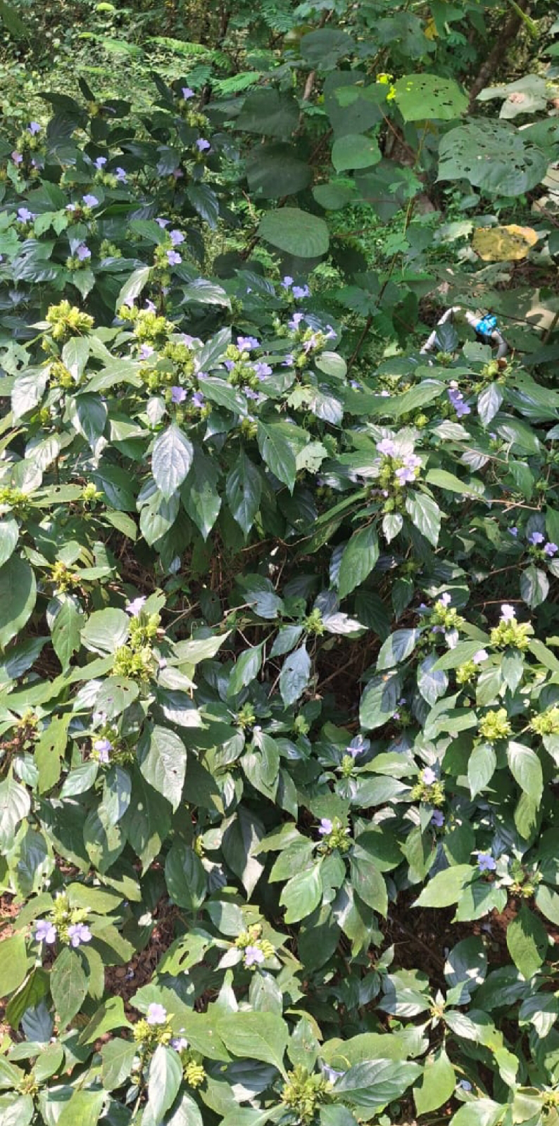 ನಿಷ್ಪಾಪಿ ಸಸ್ಯಗಳು (ಭಾಗ ೧೨೬) - ಮುಳ್ಳು ಗೋರಂಟಿ ಸಸ್ಯ    