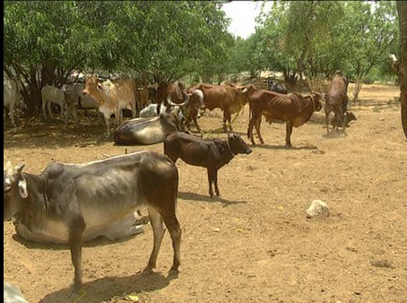 ಗೋವುಗಳ ರಕ್ಷಣೆ ಕೈಬಿಟ್ಟಿತೇ ರಾಜ್ಯ ಸರಕಾರ?