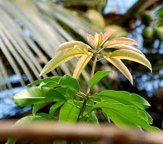 ನಿನ್ನ ನಗೆ ಮನಮೋಹಕ.