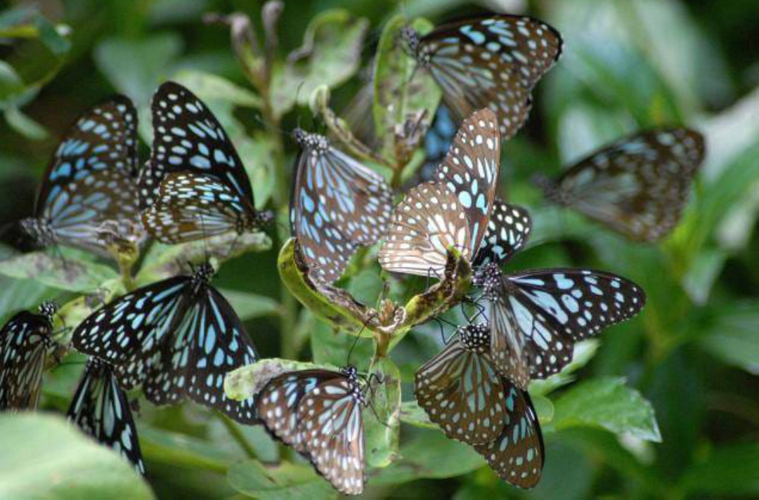 ಮೈಸೂರಿನ ಕಥೆಗಳು (ಭಾಗ 7) - ಚಿಟ್ಟೆ ಪಾರ್ಕ್