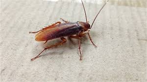 ಸ್ಟೇಟಸ್ ಕತೆಗಳು (ಭಾಗ ೧೪೧೪) - ಜಿರಳೆ