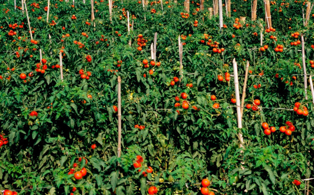 ನಿಷ್ಪಾಪಿ ಸಸ್ಯಗಳು (ಭಾಗ ೧೪೬) - ಟೊಮೆಟೊ ಗಿಡ