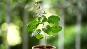 ಸ್ಟೇಟಸ್ ಕತೆಗಳು (ಭಾಗ ೧೬೧೦) - ತುಳಸಿ