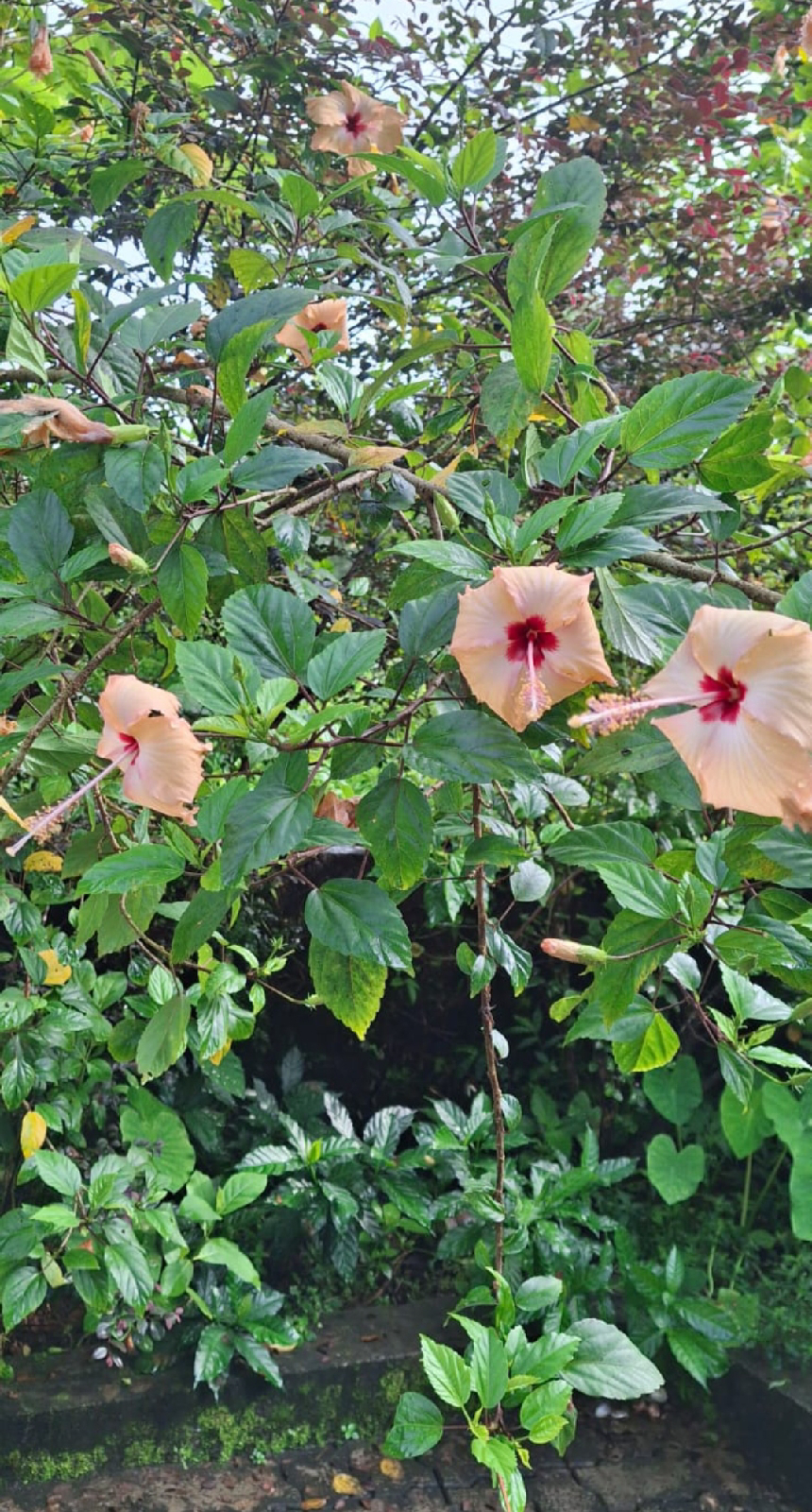 ನಿಷ್ಪಾಪಿ ಸಸ್ಯಗಳು (ಭಾಗ ೧೨೧) - ದಾಸವಾಳ ಗಿಡ