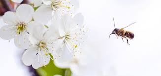 ಒಂದು ಗಝಲ್