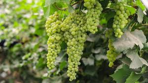 ದ್ರಾಕ್ಷಿತೋಟ