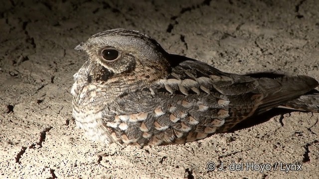 ವಿಶಿಷ್ಟ ಧ್ವನಿಯ ನತ್ತಿಂಗ ಹಕ್ಕಿ