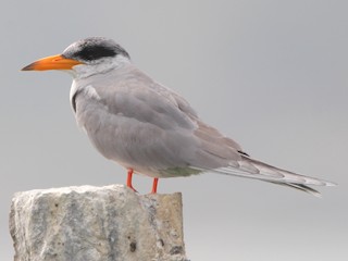 ನದಿ ರೀವ ಎನ್ನುವ ಸುಂದರ ಹಕ್ಕಿ