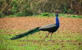 ಸ್ಟೇಟಸ್ ಕತೆಗಳು (ಭಾಗ ೧೬೪೭) - ನ್ಯಾಯ