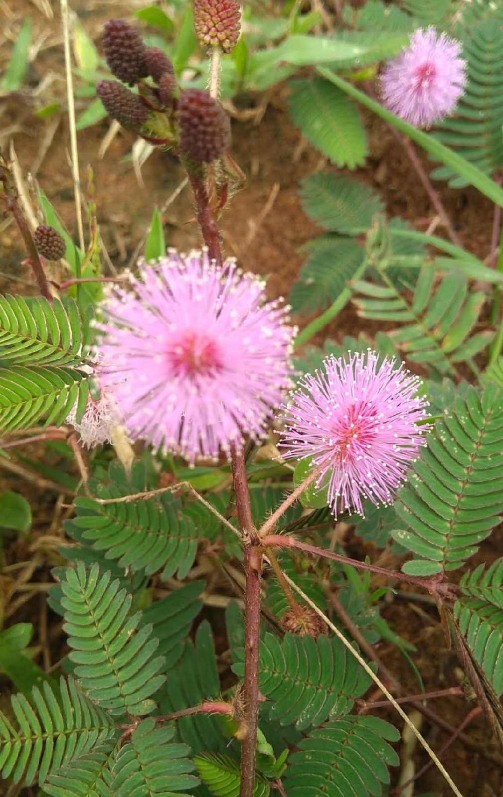 ನಿಷ್ಪಾಪಿ ಸಸ್ಯಗಳು (ಭಾಗ ೮೫) - ನಾಚಿಗೆ ಮುಳ್ಳು