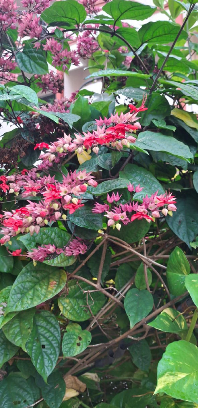 ನಿಷ್ಪಾಪಿ ಸಸ್ಯಗಳು (ಭಾಗ ೧೩೯) - ಥಾಮ್ಸೇನಿಯಾ ಸಸ್ಯ