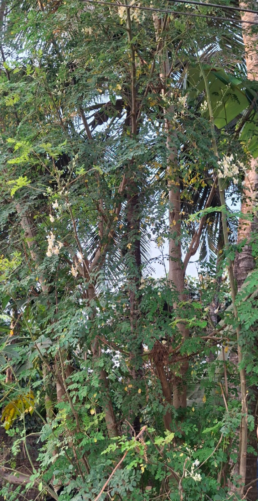 ನಿಷ್ಪಾಪಿ ಸಸ್ಯಗಳು (ಭಾಗ ೧೪೧) - ನುಗ್ಗೇಕಾಯಿ ಗಿಡ