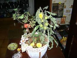 ತುಳಸಿ ಪೂಜೆಗೆ ನೆಲ್ಲಿ ಗೆಲ್ಲು ಅಗತ್ಯವೇ?