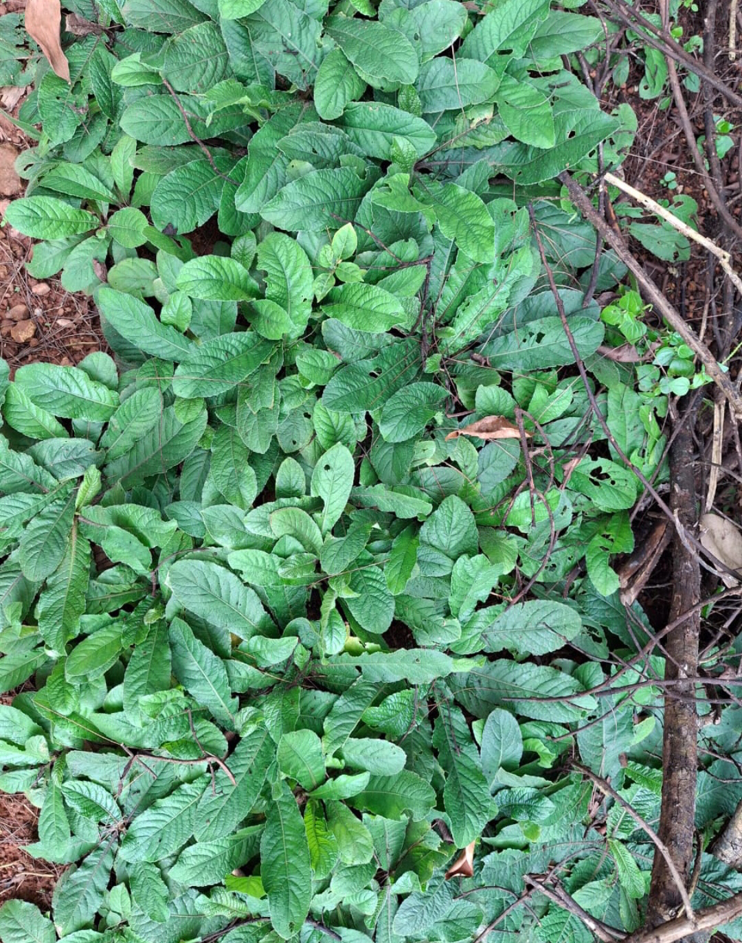 ನಿಷ್ಪಾಪಿ ಸಸ್ಯಗಳು (ಭಾಗ ೬೫) - ನೆಲಮುಚ್ಚಿಲು ಗಿಡ