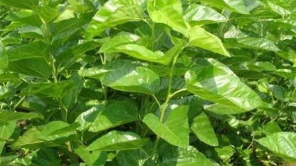 ರೇಷ್ಮೆ ವ್ಯವಸಾಯದಿಂದ ಅಧಿಕ ಲಾಭ ಗಳಿಸಿ (ಭಾಗ ೧)