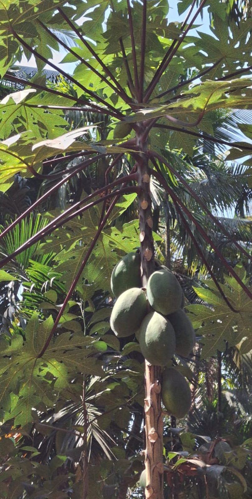 ನಿಷ್ಪಾಪಿ ಸಸ್ಯಗಳು (ಭಾಗ ೧೪೦) - ಪಪ್ಪಾಯಿ ಗಿಡ