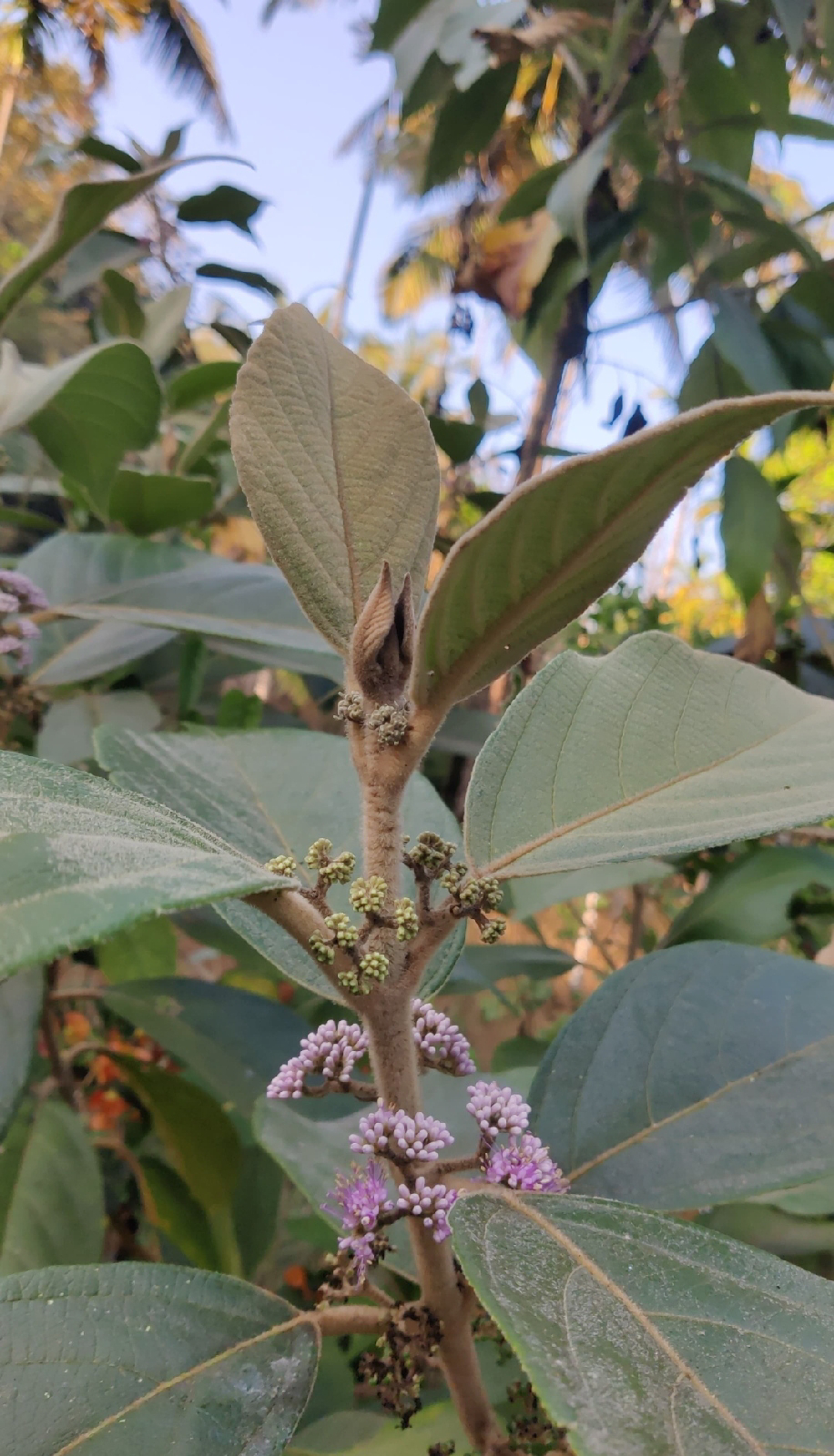 ನಿಷ್ಪಾಪಿ ಸಸ್ಯಗಳು (ಭಾಗ ೧೩೪) - ಪಾಂಡವರ ಬತ್ತಿ ಗಿಡ