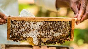 ಜೇನಿನ ವಿಧಗಳು (ಭಾಗ 2)