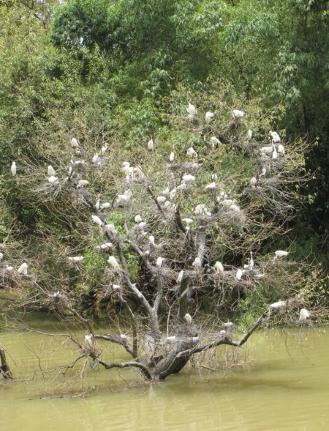 ಪಕ್ಷಿಗಳ ವೀಕ್ಷಣೆಗೆ ಮಂಡಗದ್ದೆಗೆ ಬನ್ನಿ...
