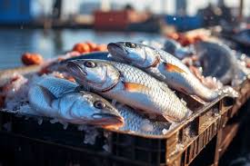 ಸ್ಟೇಟಸ್ ಕತೆಗಳು (ಭಾಗ ೧೪೮೯) - ಮೀನು