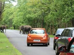 ಬಂಡೀಪುರ ಅರಣ್ಯ ಸಂಪತ್ತು ರಸ್ತೆಗಾಗಿ ನಾಶವಾಗದಿರಲಿ