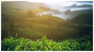 ಸ್ಟೇಟಸ್ ಕತೆಗಳು (ಭಾಗ ೧೬೫೧) - ಬದುಕಿನಾಸೆ