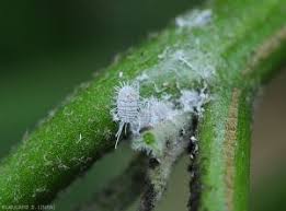 ಜೈವಿಕ ವಿಧಾನದಲ್ಲಿ ಹಿಟ್ಟು ತಿಗಣೆ ನಿಯಂತ್ರಣ ಸಾಧ್ಯ