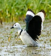 ಆಕರ್ಷಕ ಬಿಳಿ ಬಣ್ಣದ ಬಾತುಕೋಳಿ